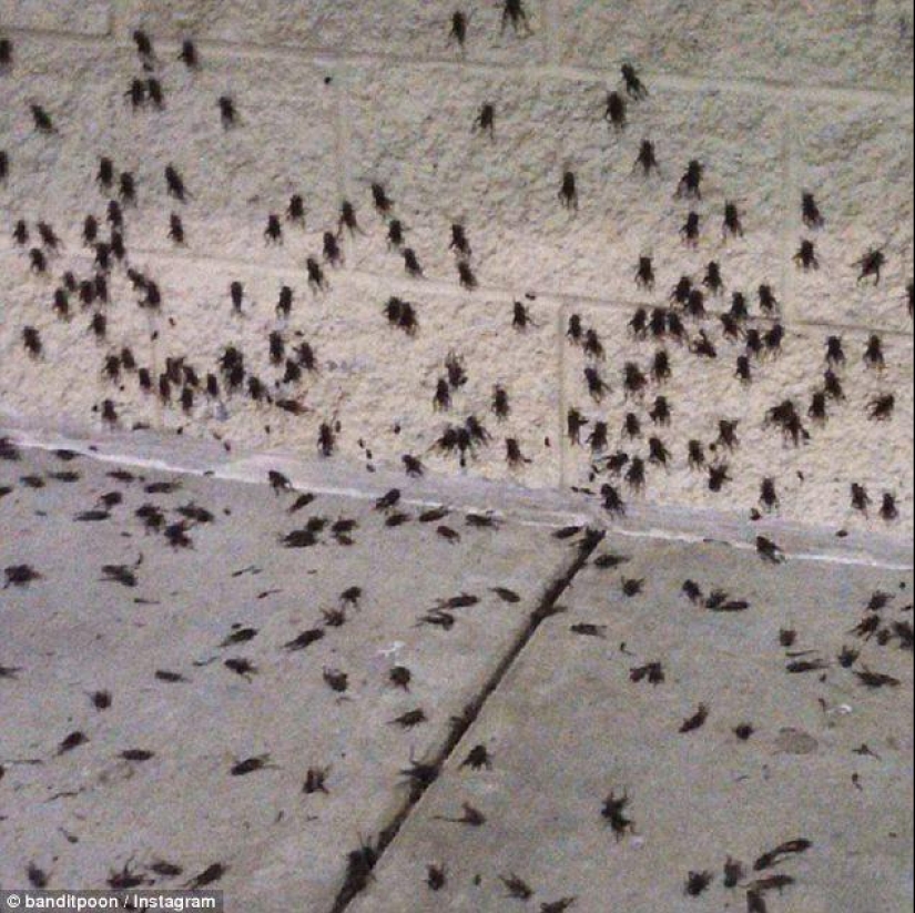 Plaga bíblica: insectos caníbales atacaron los Estados