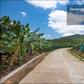 Plantación de plátanos en China