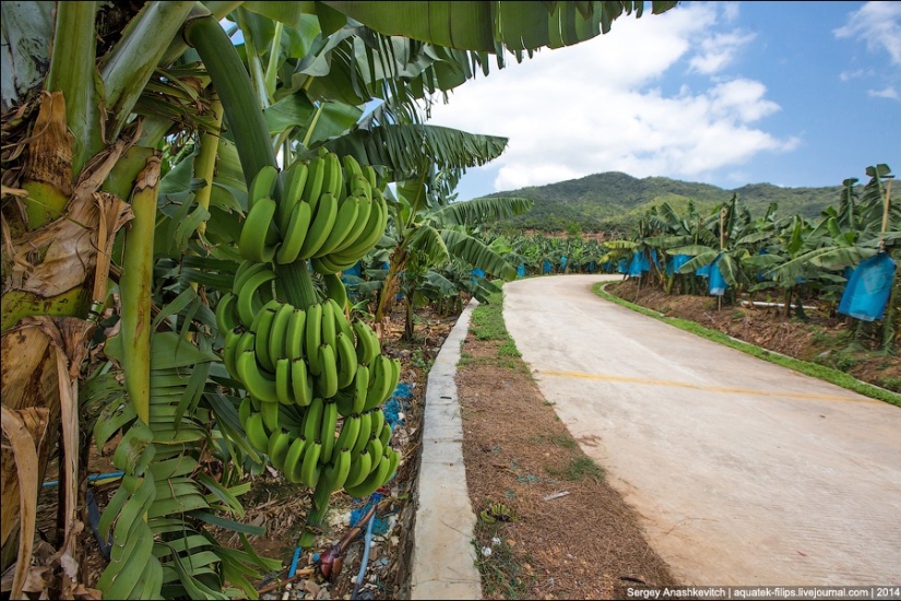 Plantación de plátanos en China