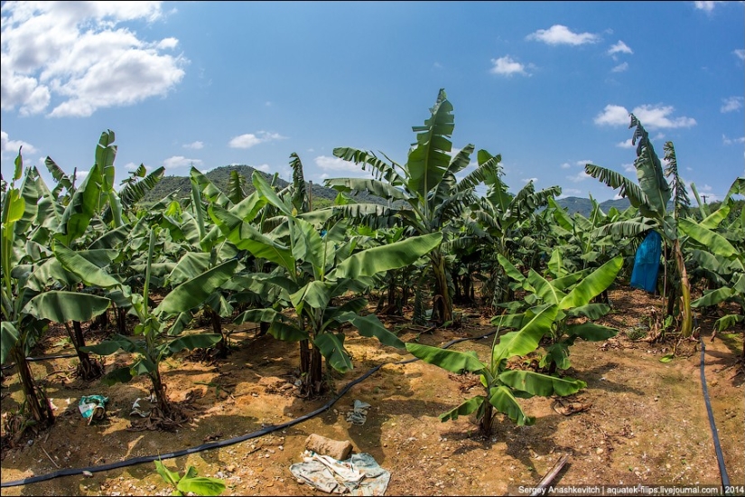 Plantación de plátanos en China