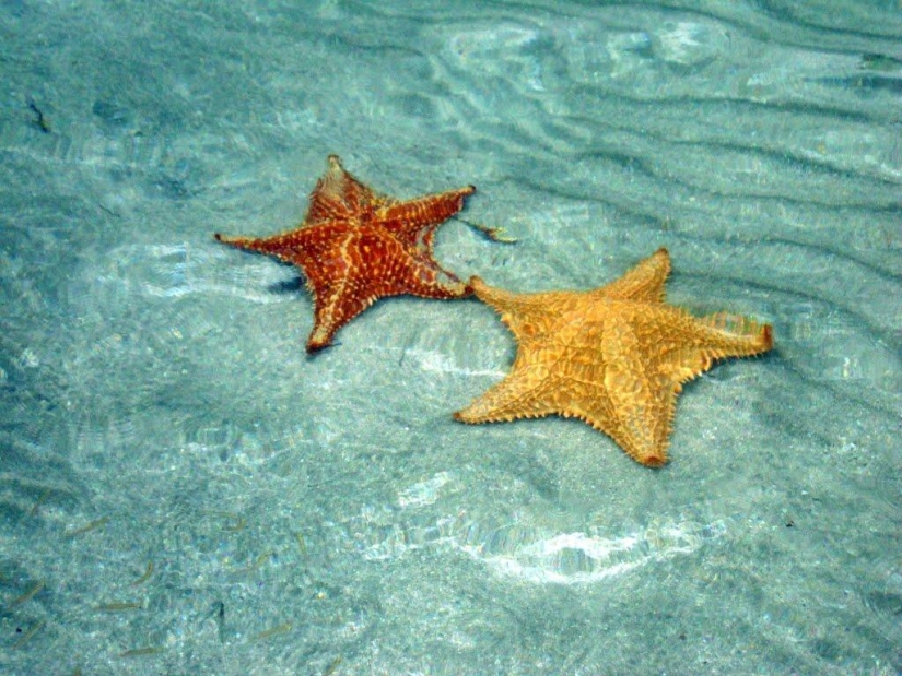 Playa Estrella de Mar - Boca del Drago