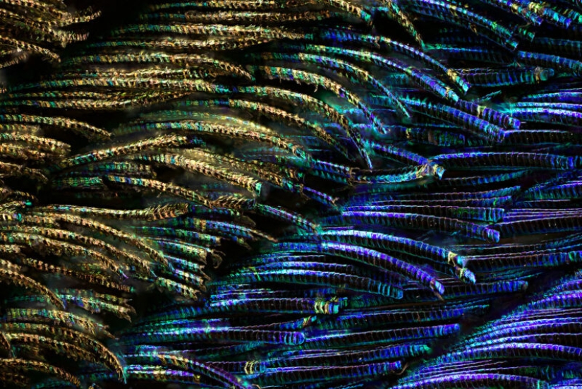 Plumas de pavo real bajo el microscopio