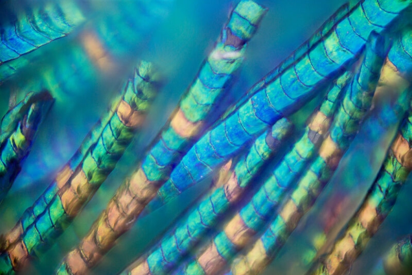 Plumas de pavo real bajo el microscopio