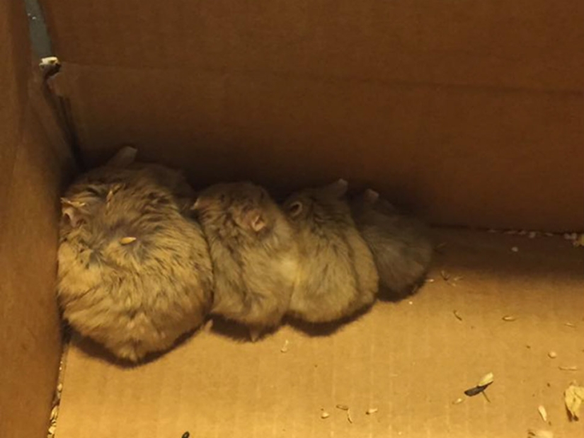 Pokemon Hunters saved 27 abandoned rodents from death