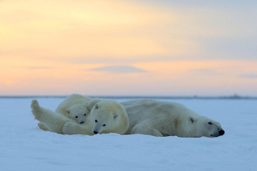 Polar bears and a magnificent sunset in Alaska
