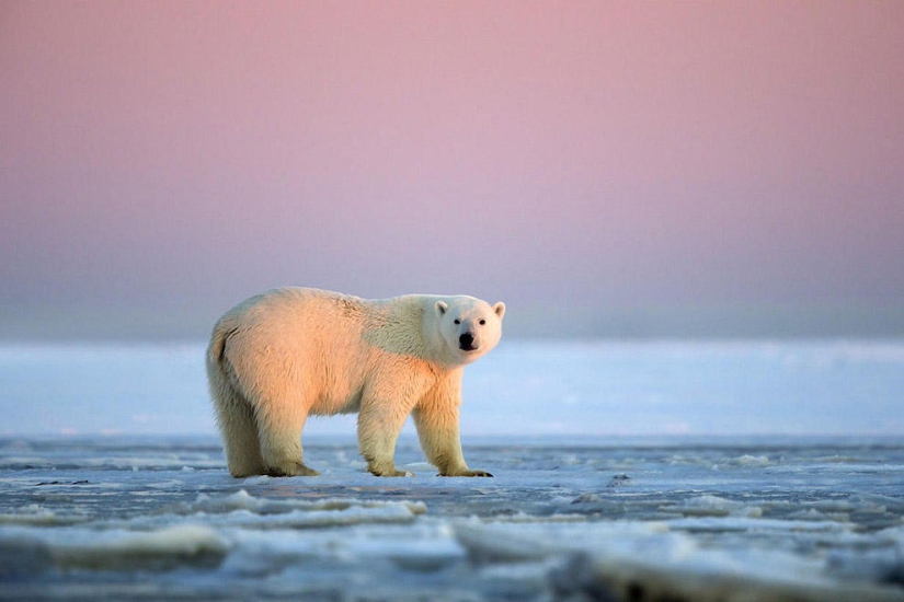 Polar bears and a magnificent sunset in Alaska