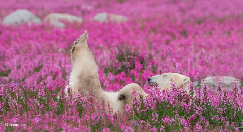 Polar bears are not in snow, but in flowers: you have not seen this yet