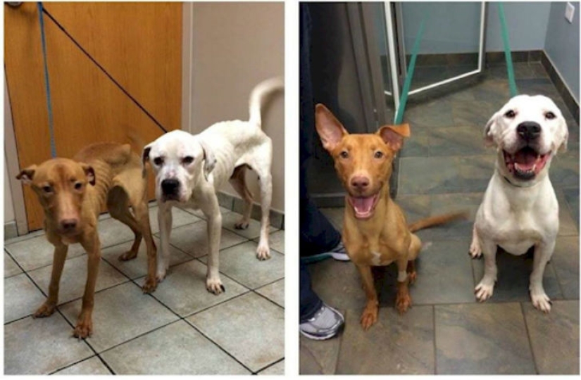 Police rescued two dogs that looked like walking skeletons from an abandoned house