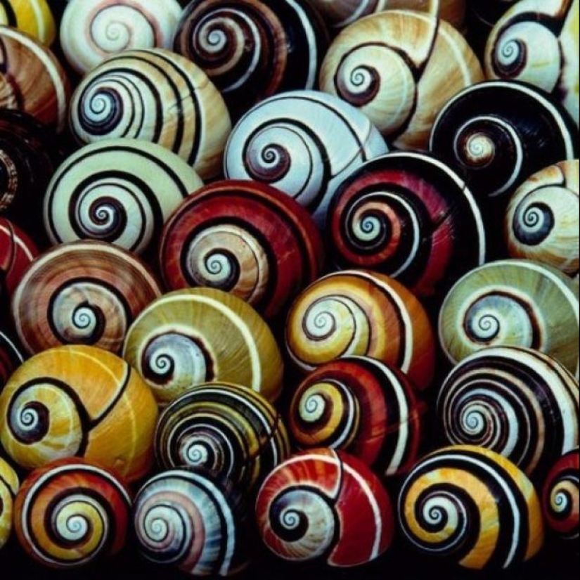 Polimitos-caracoles pintados únicos de Cuba