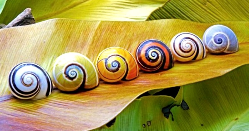 Polymites - unique painted snails of Cuba