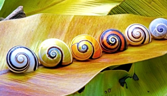Polymites - unique painted snails of Cuba