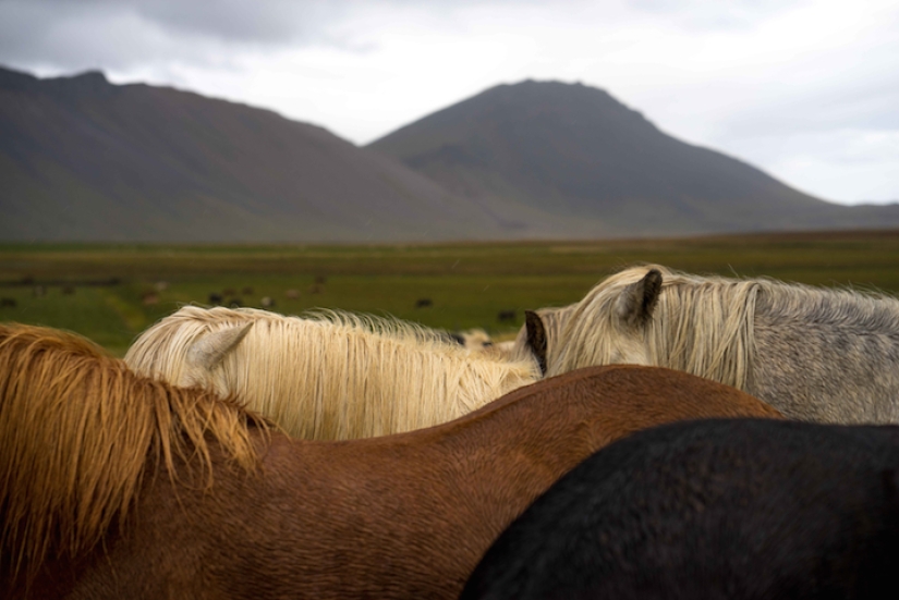 Por qué a este artista le gusta correr con caballos por los campos en lo que la madre dio a luz