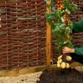 Por qué el pomato, o tomate-patata, no puede conquistar el mundo