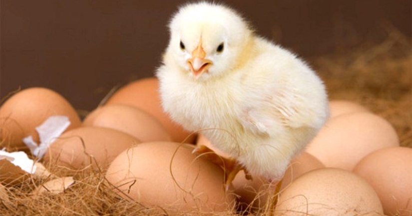 ¿Por qué es mejor comprar en blanco y no marrón huevos