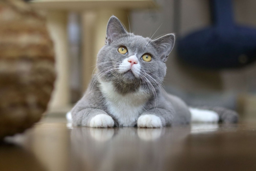 Por qué hay tantos gatos domésticos con patas blancas