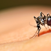 Por qué la humanidad no puede deshacerse de los mosquitos
