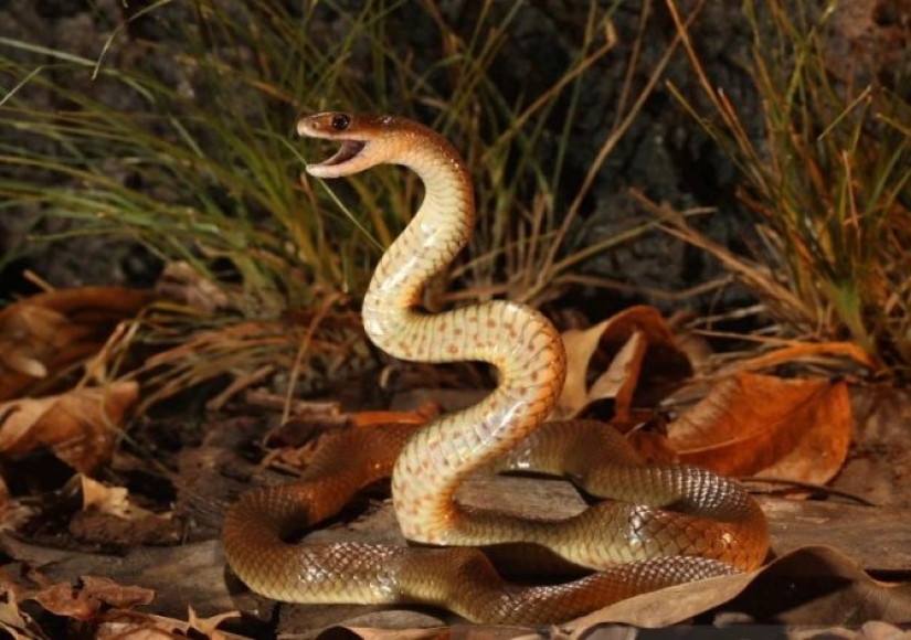 Por qué la serpiente más venenosa del planeta nunca ha matado a nadie