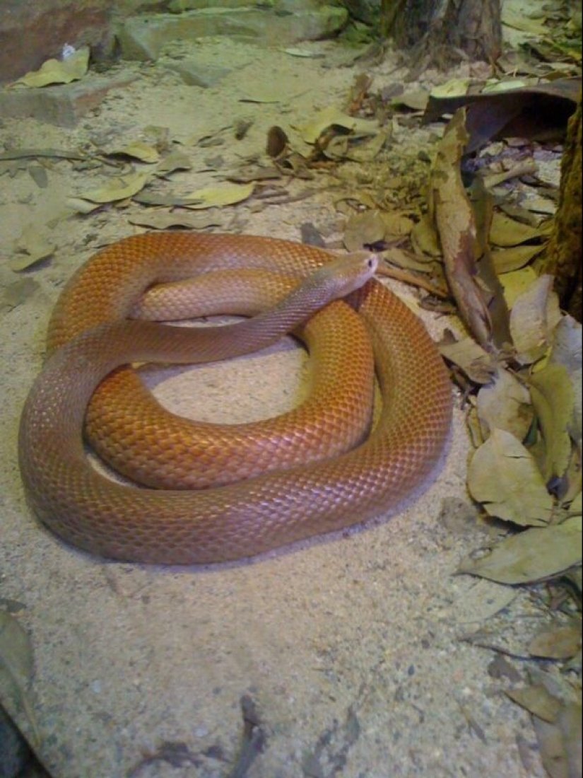 Por qué la serpiente más venenosa del planeta nunca ha matado a nadie