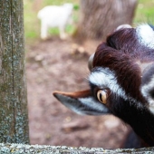 ¿Por qué las cabras tienen pupilas rectangulares?