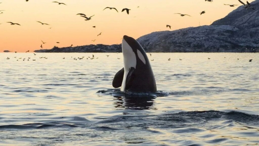 ¿Por qué las orcas comenzaron a hundir yates?