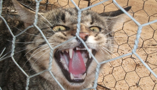 Por qué los australianos necesitan una "gran muralla" contra los gatos