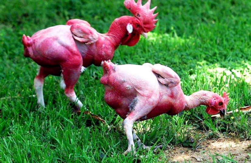 Por qué los criadores israelíes criaron un pollo desnudo