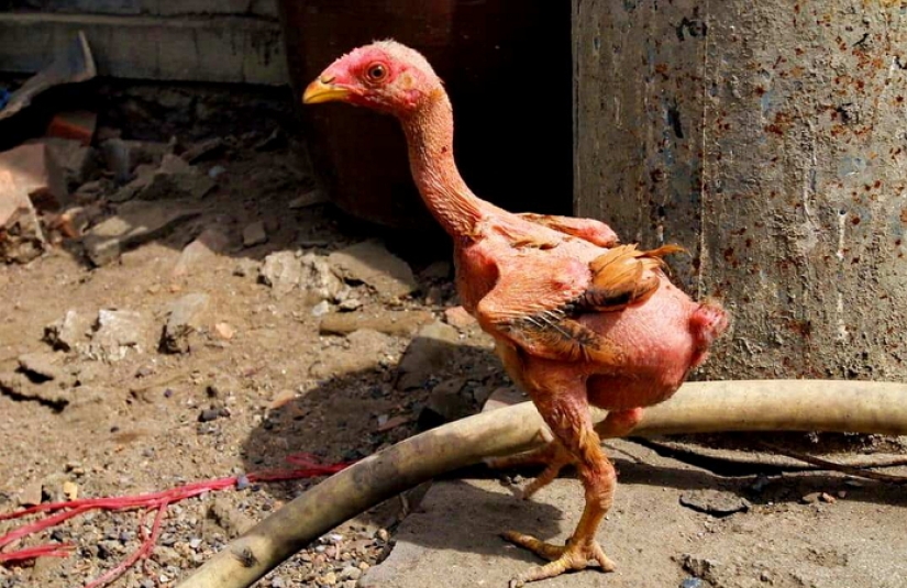 Por qué los criadores israelíes criaron un pollo desnudo