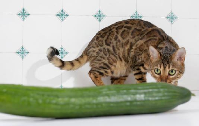 Por qué los gatos tienen miedo de los pepinos: la autorizada opinión de los científicos