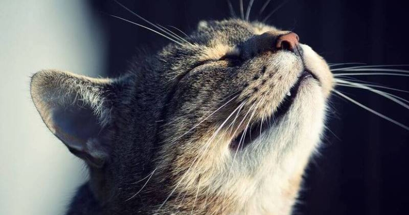 Por qué los gatos y los perros tienen la nariz húmeda y fría