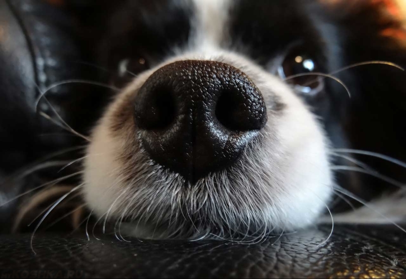 ¿Por qué los perros tienen la nariz mojada y fría?
