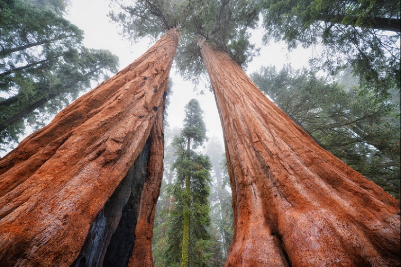 Por qué nadie ha visto cómo mueren los centenarios más altos — sequoias -