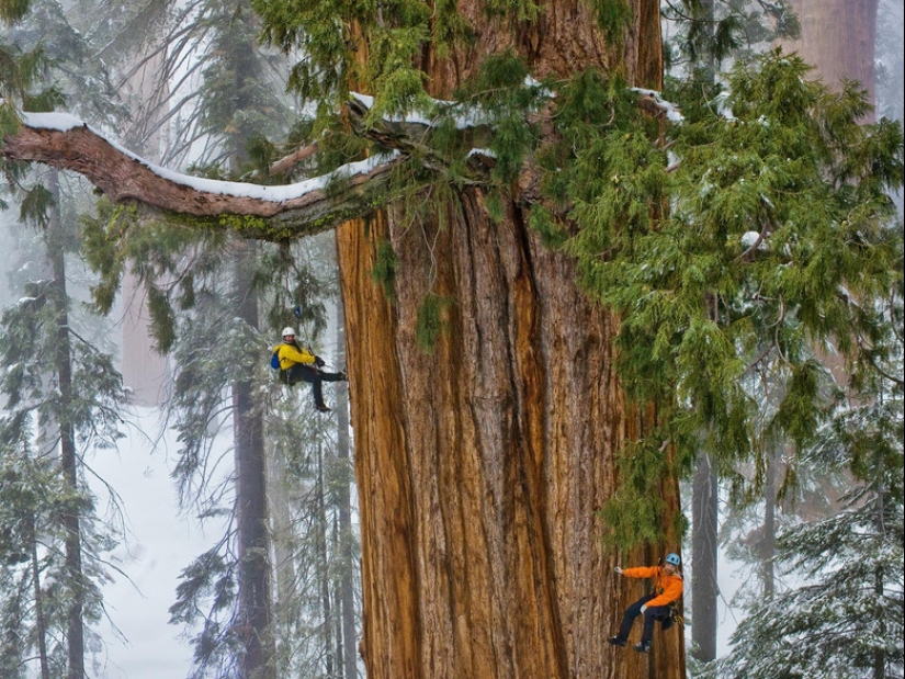 Por qué nadie ha visto cómo mueren los centenarios más altos — sequoias -