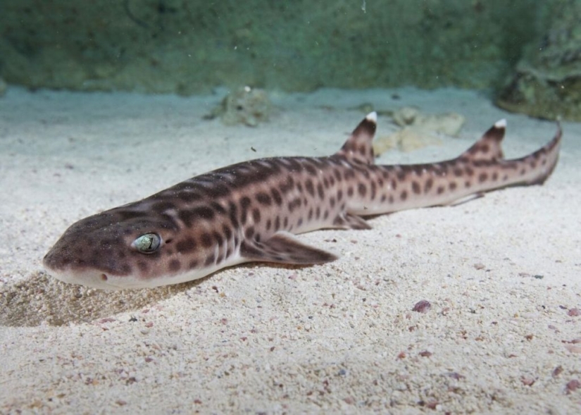 Por qué no hay tiburones peligrosos para los humanos en el Mar Negro