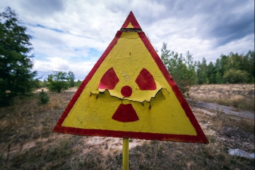 Por qué se plantan girasoles en lugares de desastres nucleares