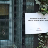 Positivo del zoológico