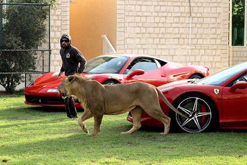 Predatory cats and expensive cars: the leisure of an Arab millionaire