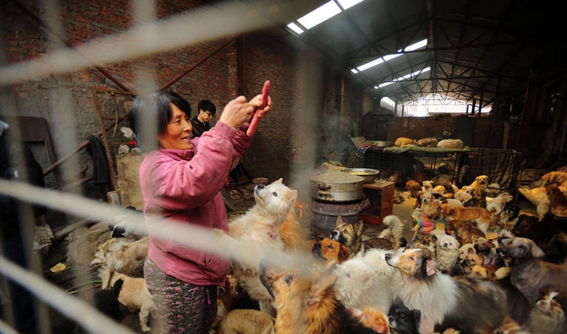 Profesor chino salva a 100 perros de una muerte segura en festival de carne de perro