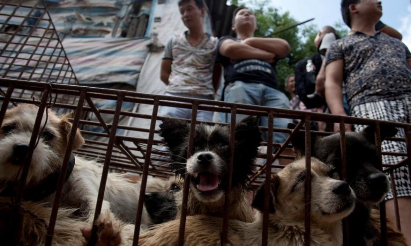 Profesor chino salva a 100 perros de una muerte segura en festival de carne de perro