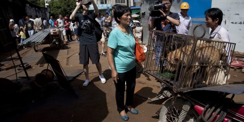 Profesor chino salva a 100 perros de una muerte segura en festival de carne de perro