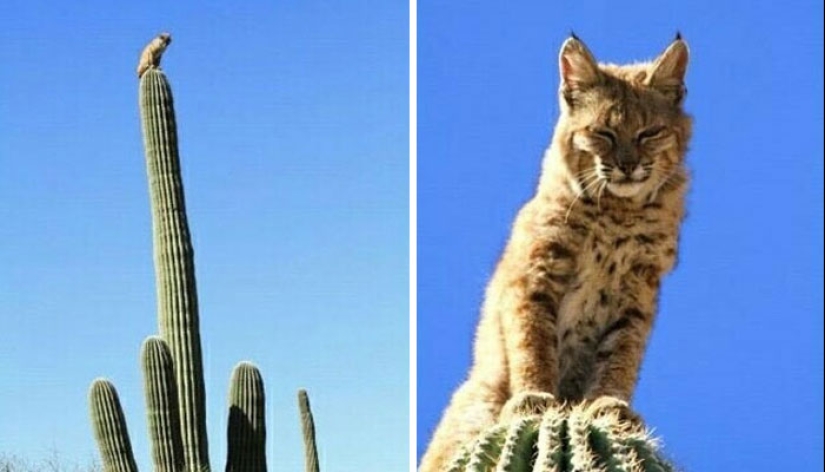 “Puesto de perritos calientes”: 10 descubrimientos inusuales y extraños que sorprendieron a los exploradores del desierto