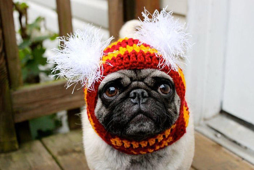 Pug triste con sombreros