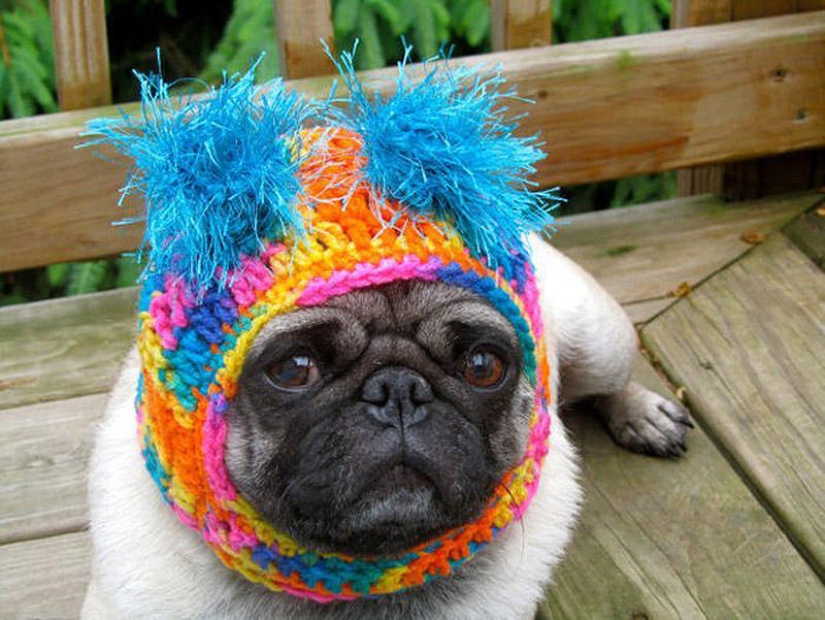 Pug triste con sombreros