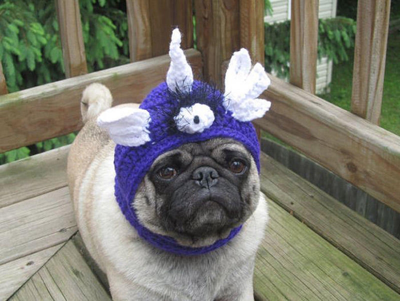 Pug triste con sombreros