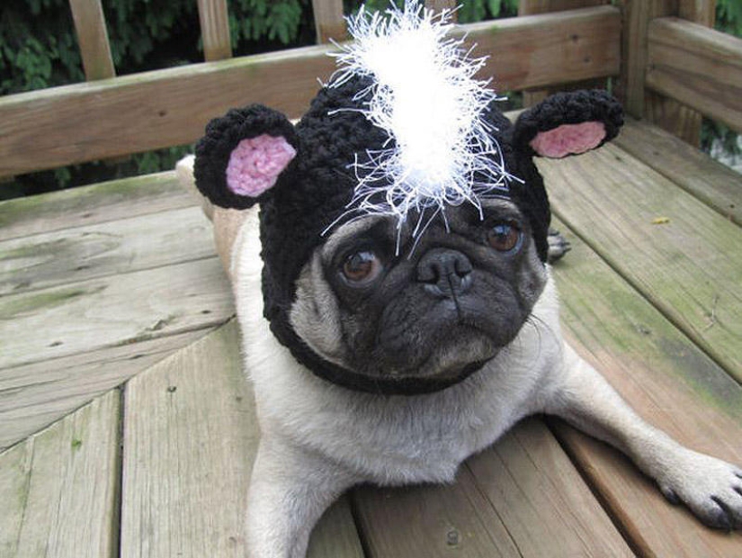 Pug triste con sombreros