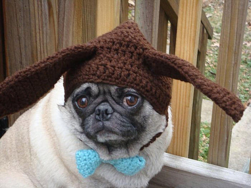 Pug triste con sombreros