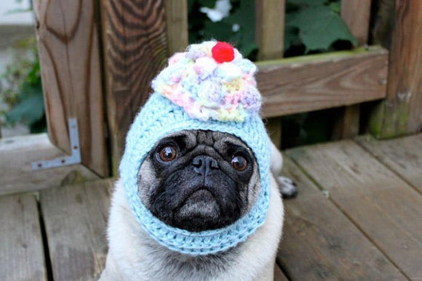 Pug triste con sombreros