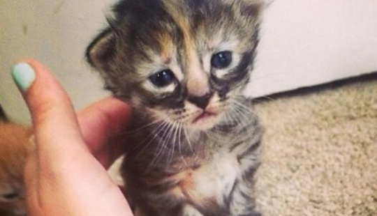 Purrmanently - el gatito más triste