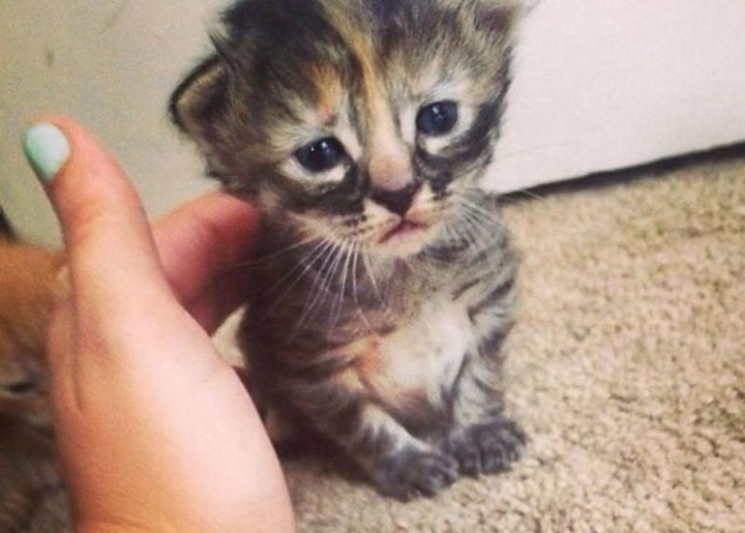 Purrmanently - the saddest kitten