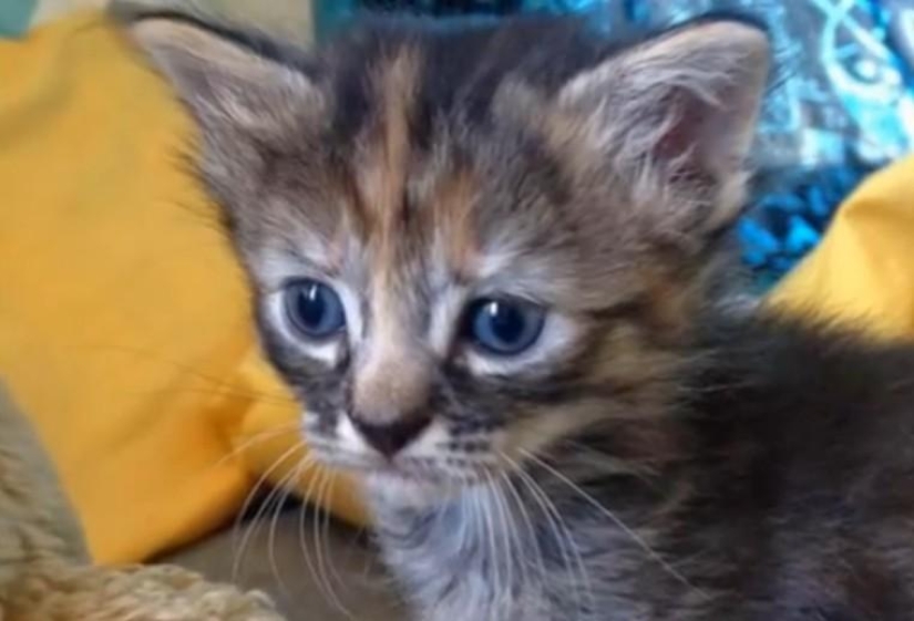 Purrmanently - the saddest kitten