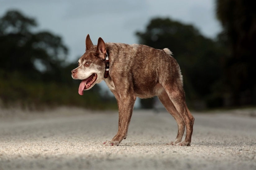 Quasimodo, el perro más feo del mundo